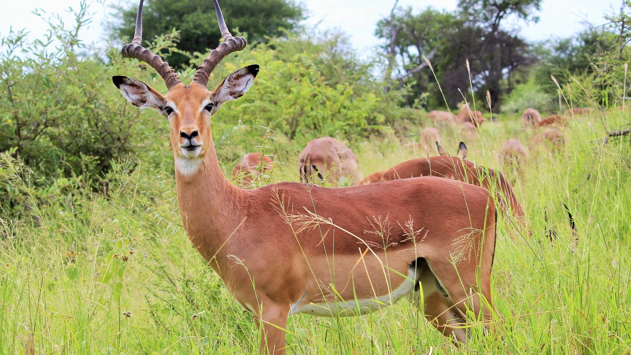 Photo of Others in Phalaborwa