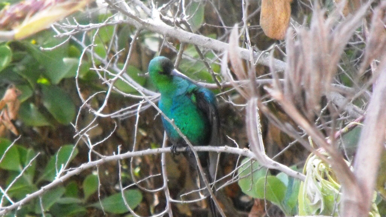 Photo of Others in Muizenberg