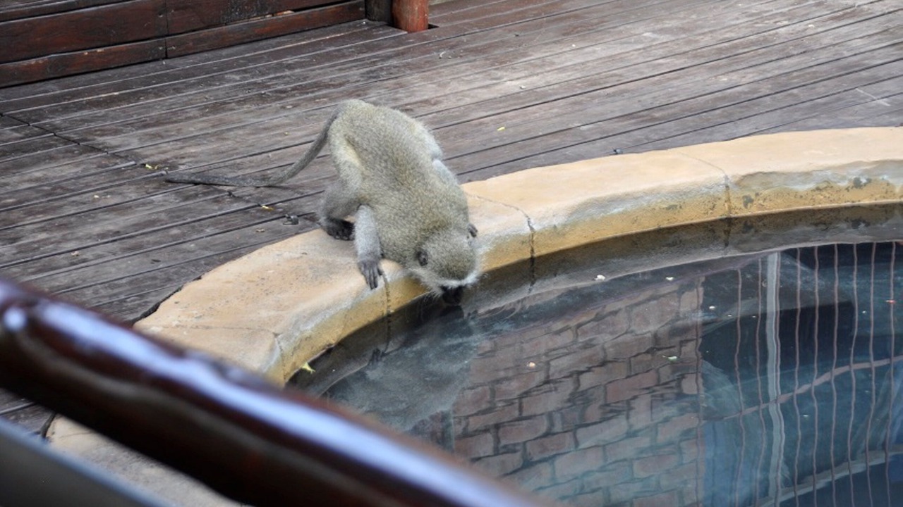 Photo of Others in Marloth Park