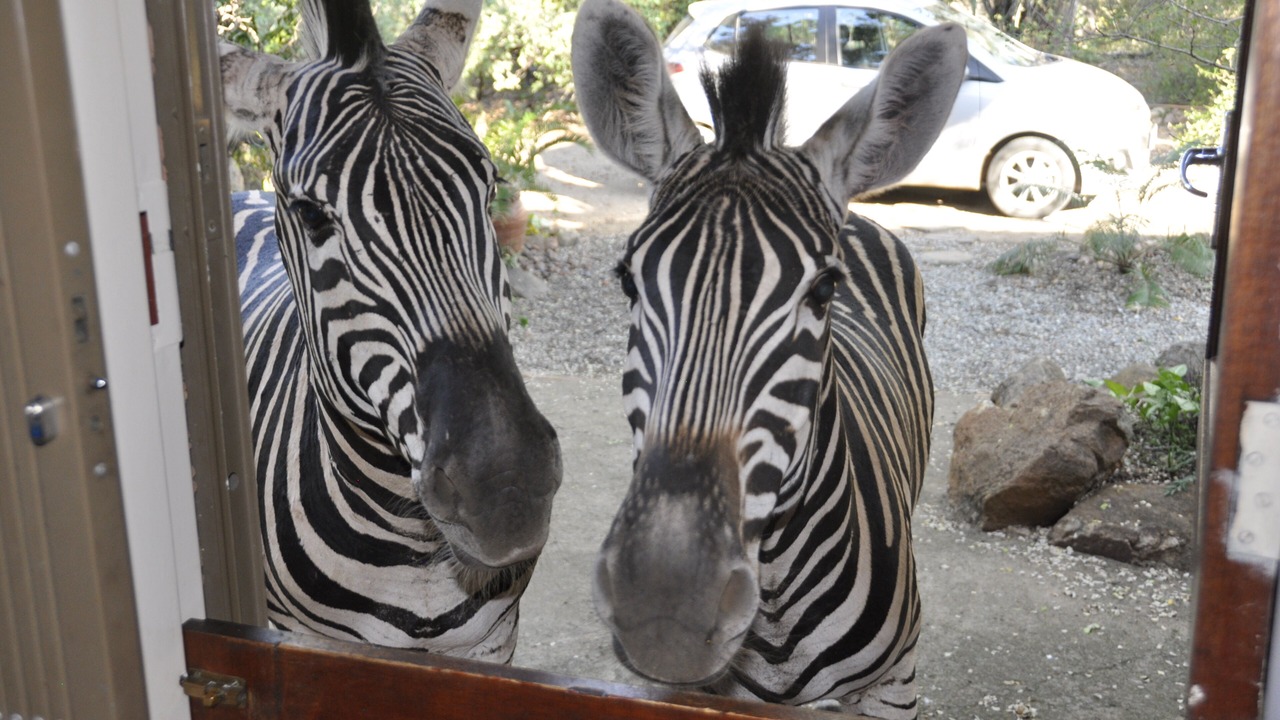 Photo of Others in Marloth Park