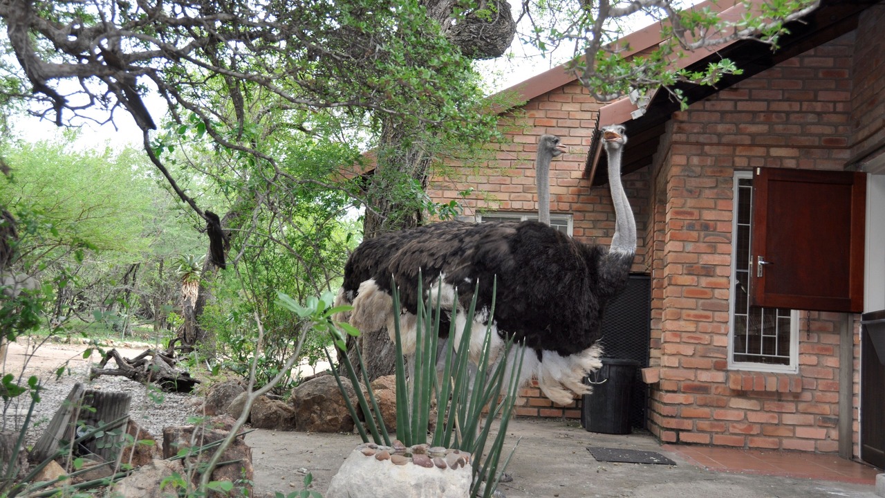 Photo of Outdoor in Marloth Park