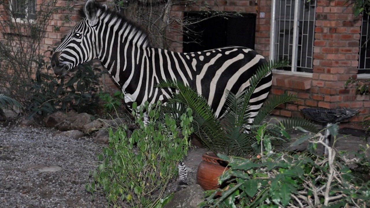 Photo of Outdoor in Marloth Park