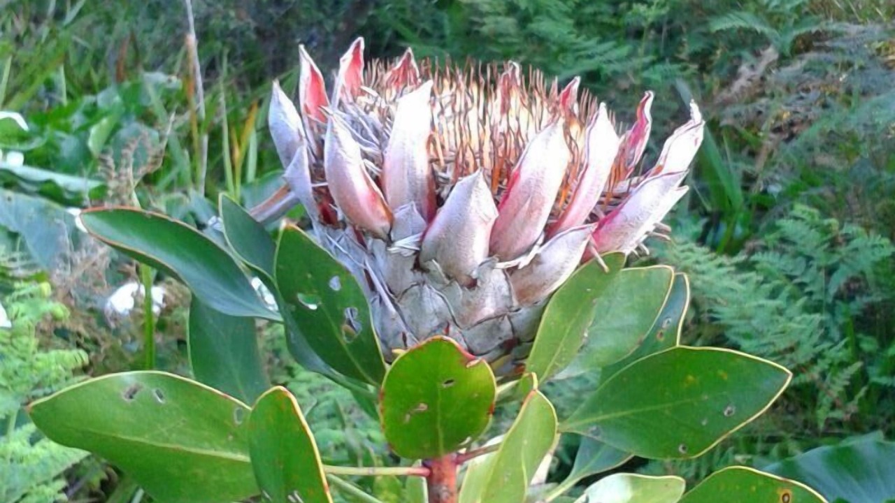 Photo of Outdoor in Storms River