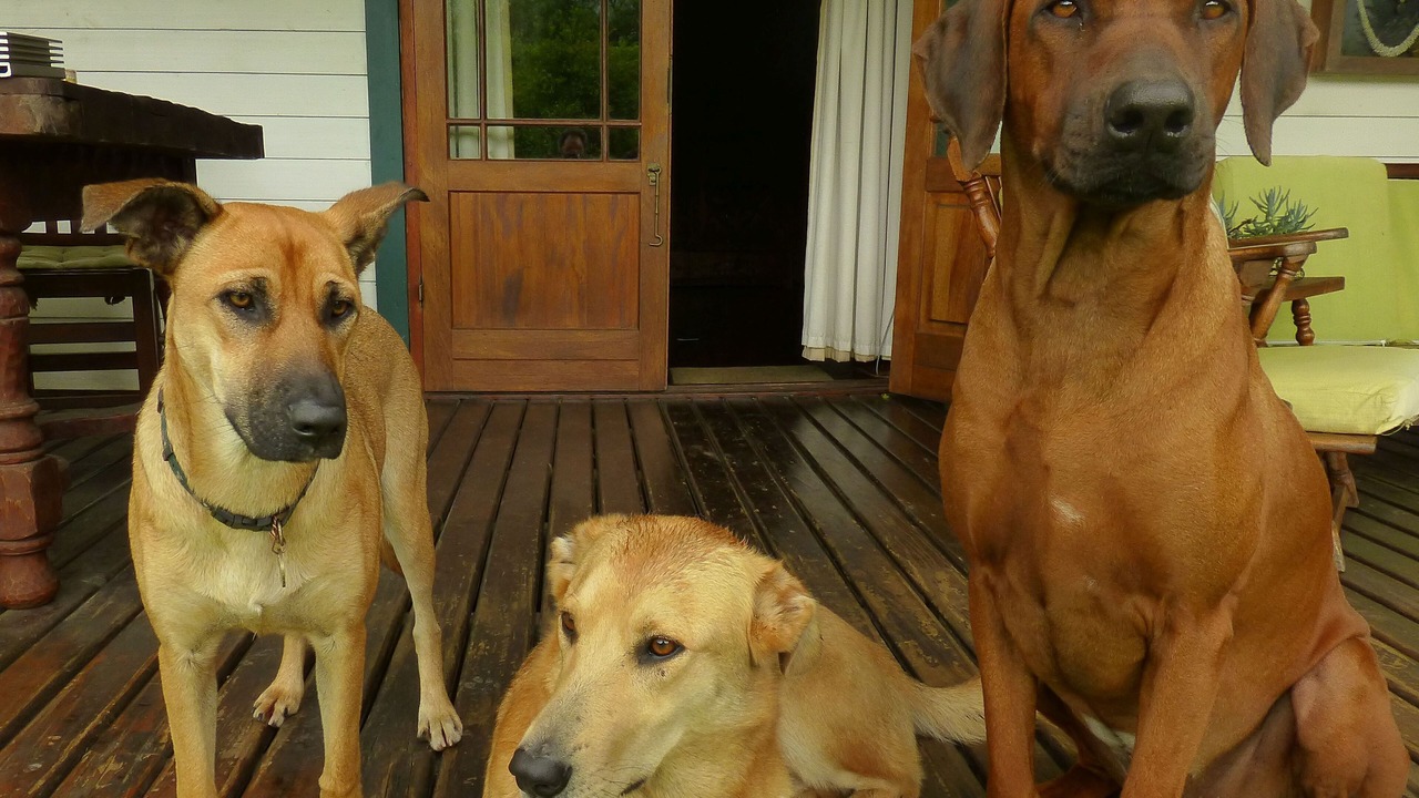 Photo of Others in Storms River