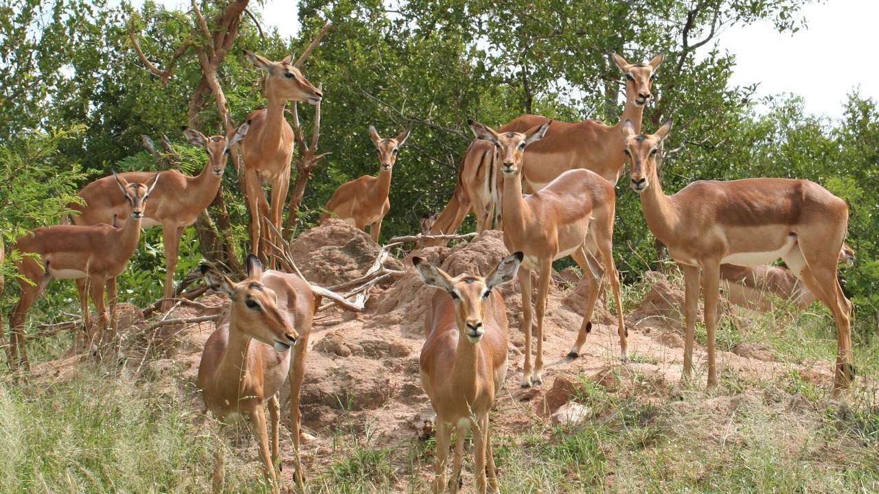 Photo of Outdoor in Hoedspruit