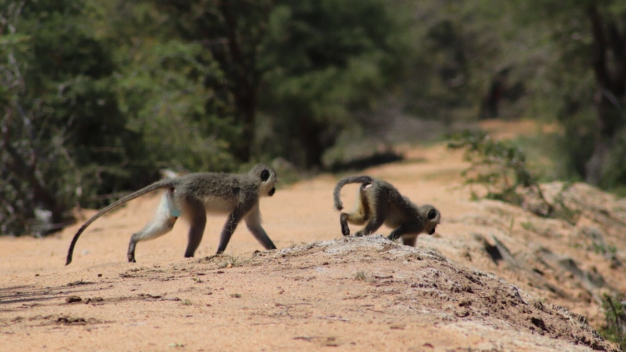 Photo of Others in Hoedspruit