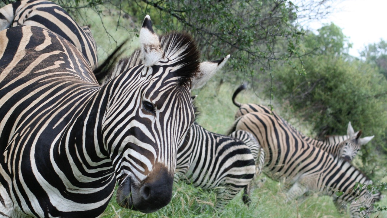 Photo of Others in Hoedspruit