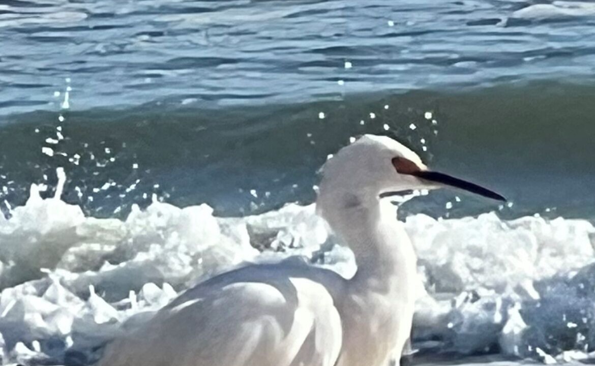 Photo of Others in Ormond Beach