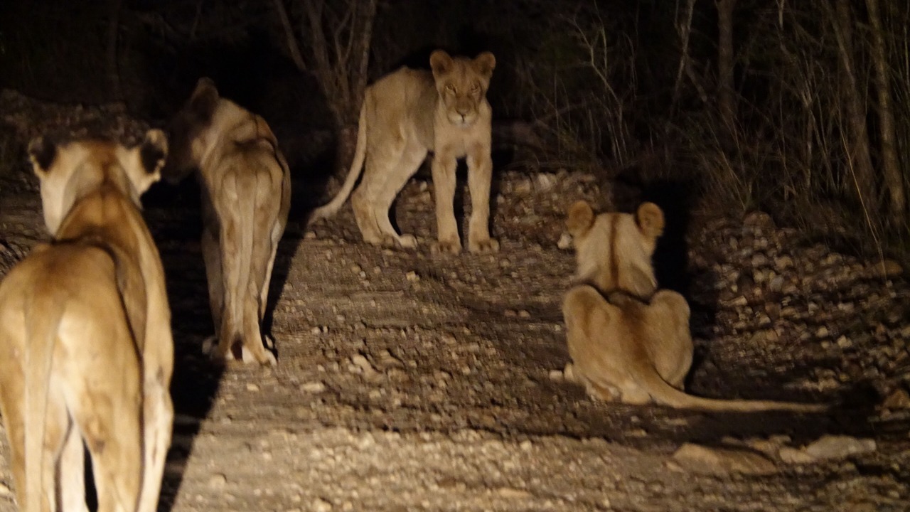 Photo of Others in Hoedspruit