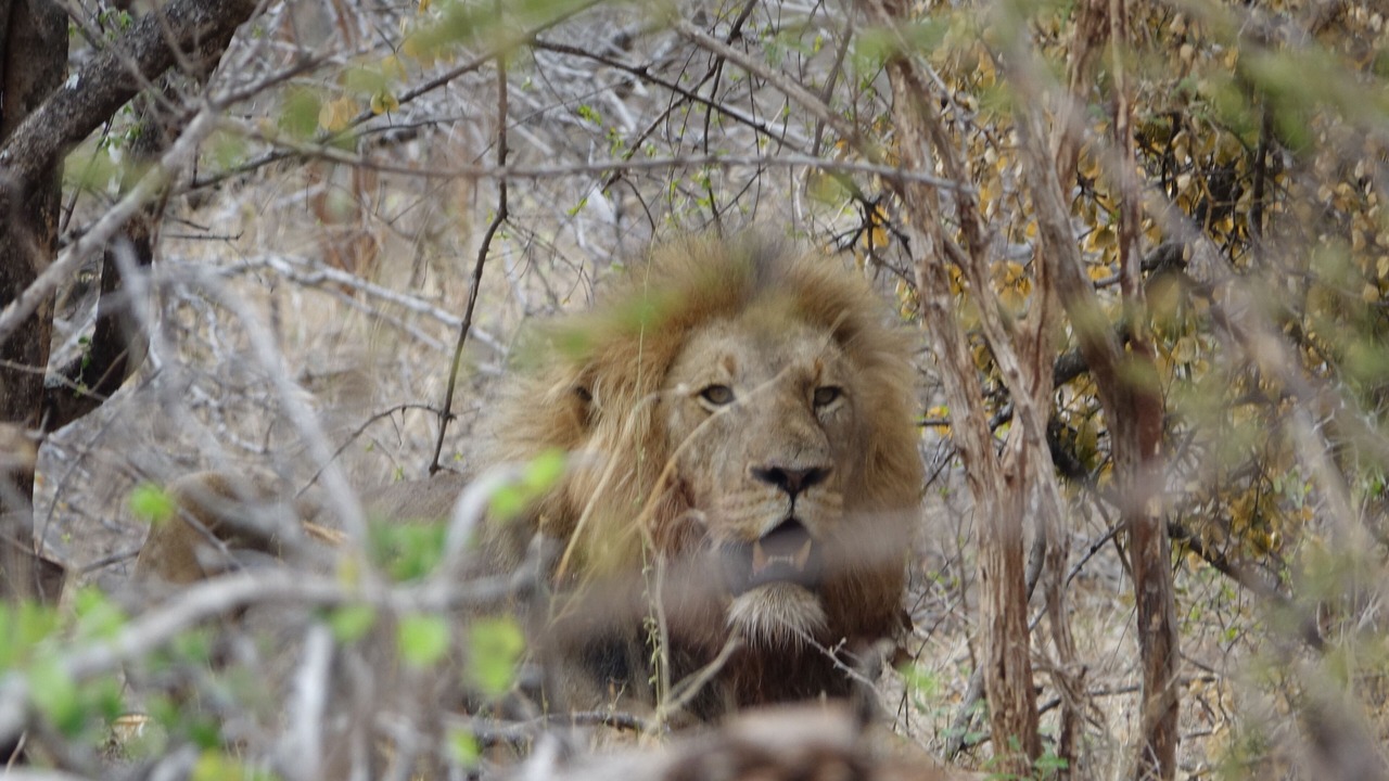 Photo of Others in Hoedspruit