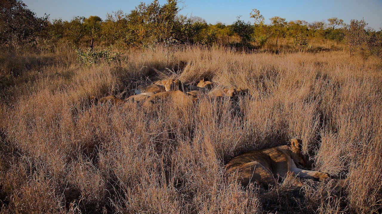 Photo of Others in Hoedspruit