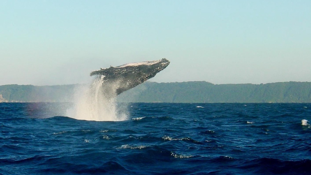 Photo of Others in Plettenberg Bay