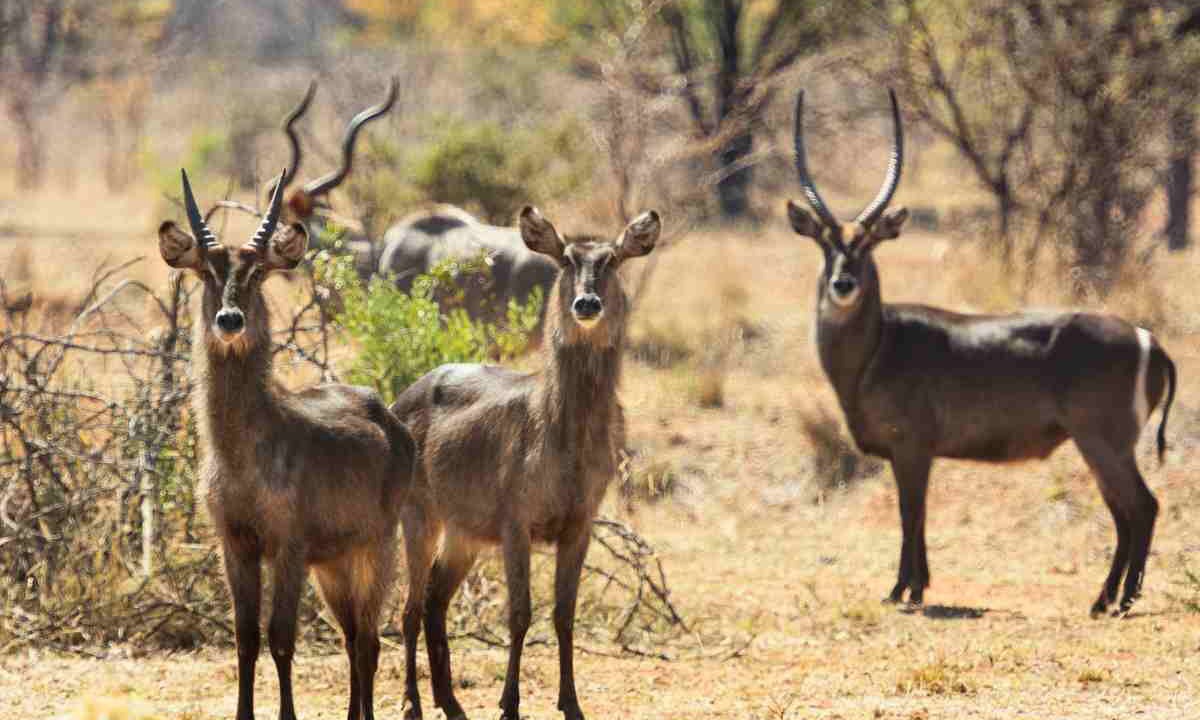 Photo of Others in Cullinan