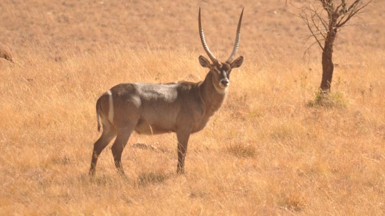 Photo of Others in Emakhazeni