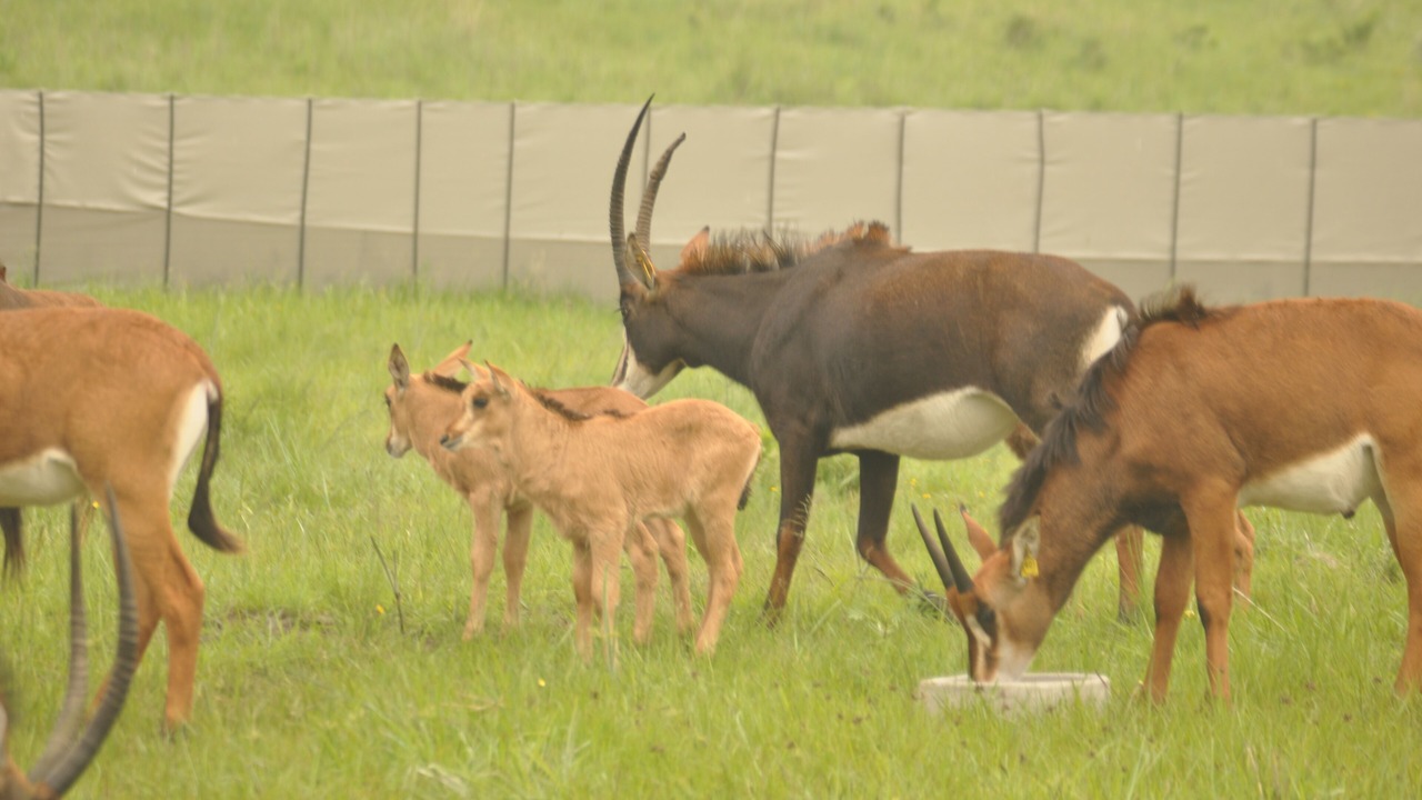 Photo of Outdoor in Emakhazeni