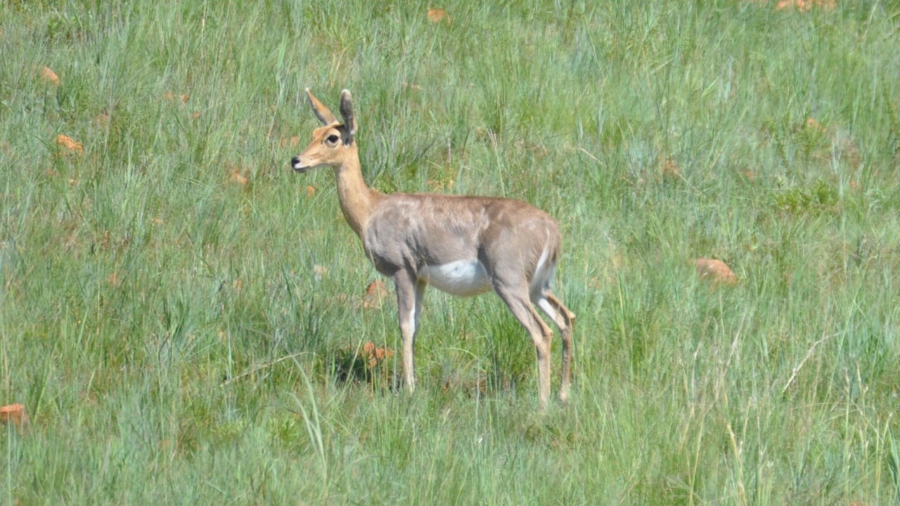 Photo of Outdoor in Emakhazeni
