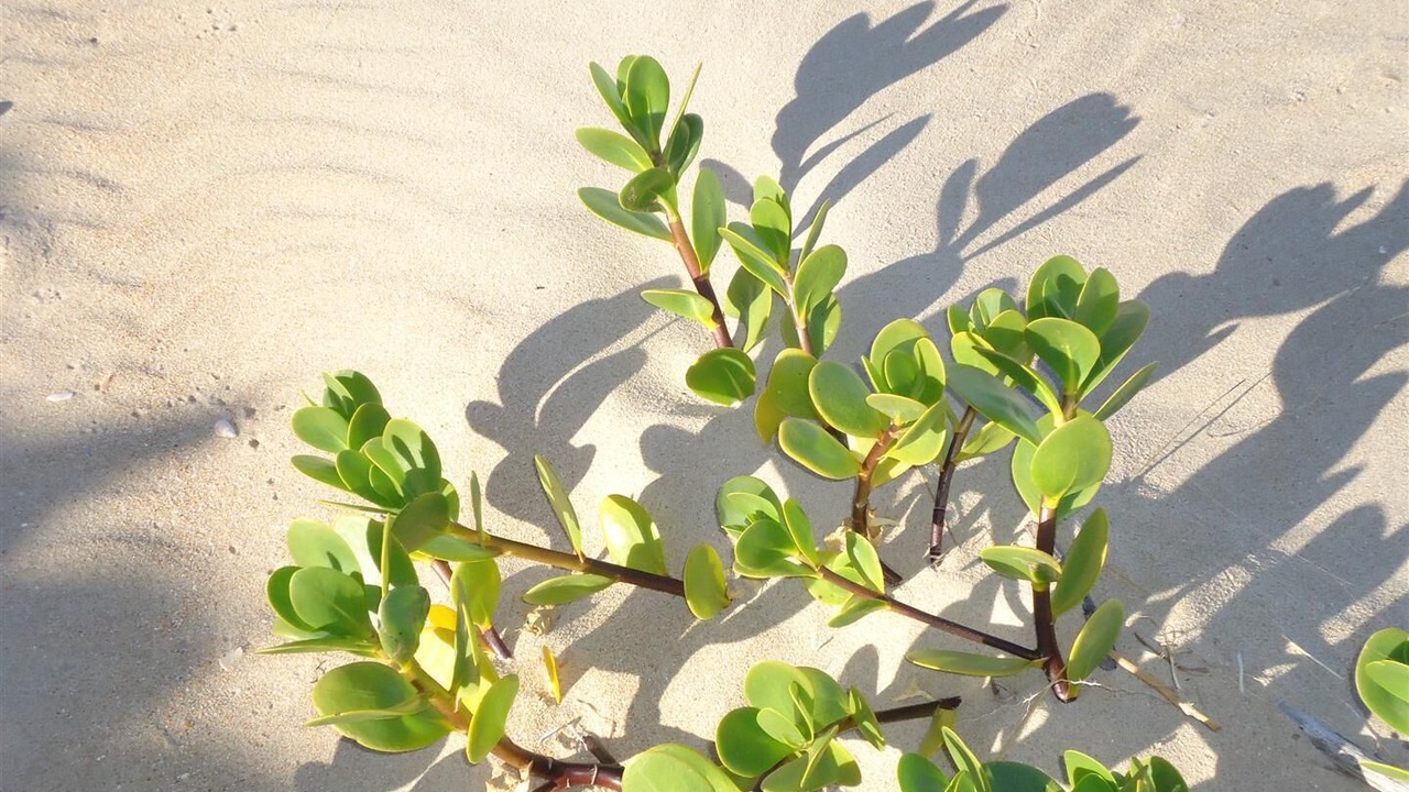Photo of Others in Keurboomstrand