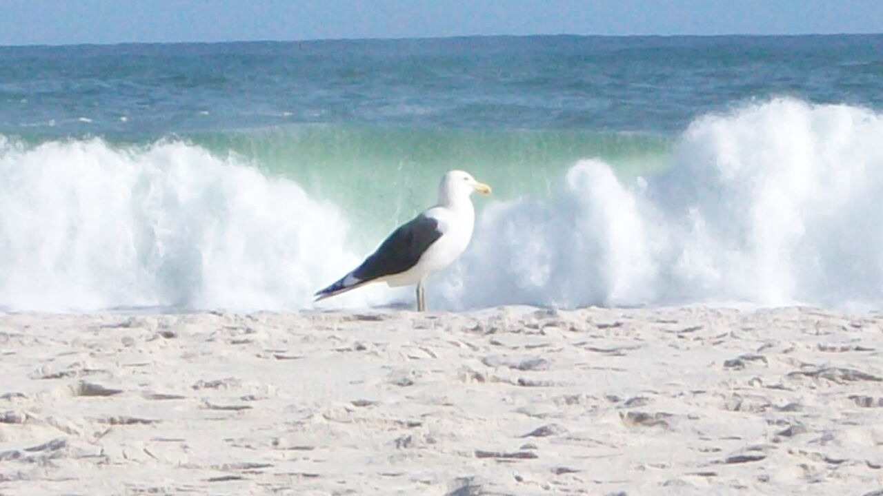 Photo of Others in Camps Bay