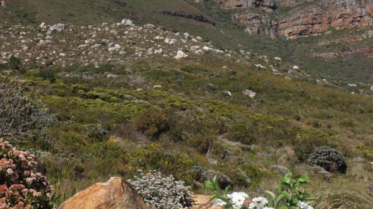 Photo of Others in Camps Bay