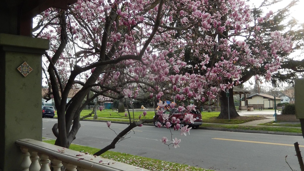Photo of Outdoor in Lodi