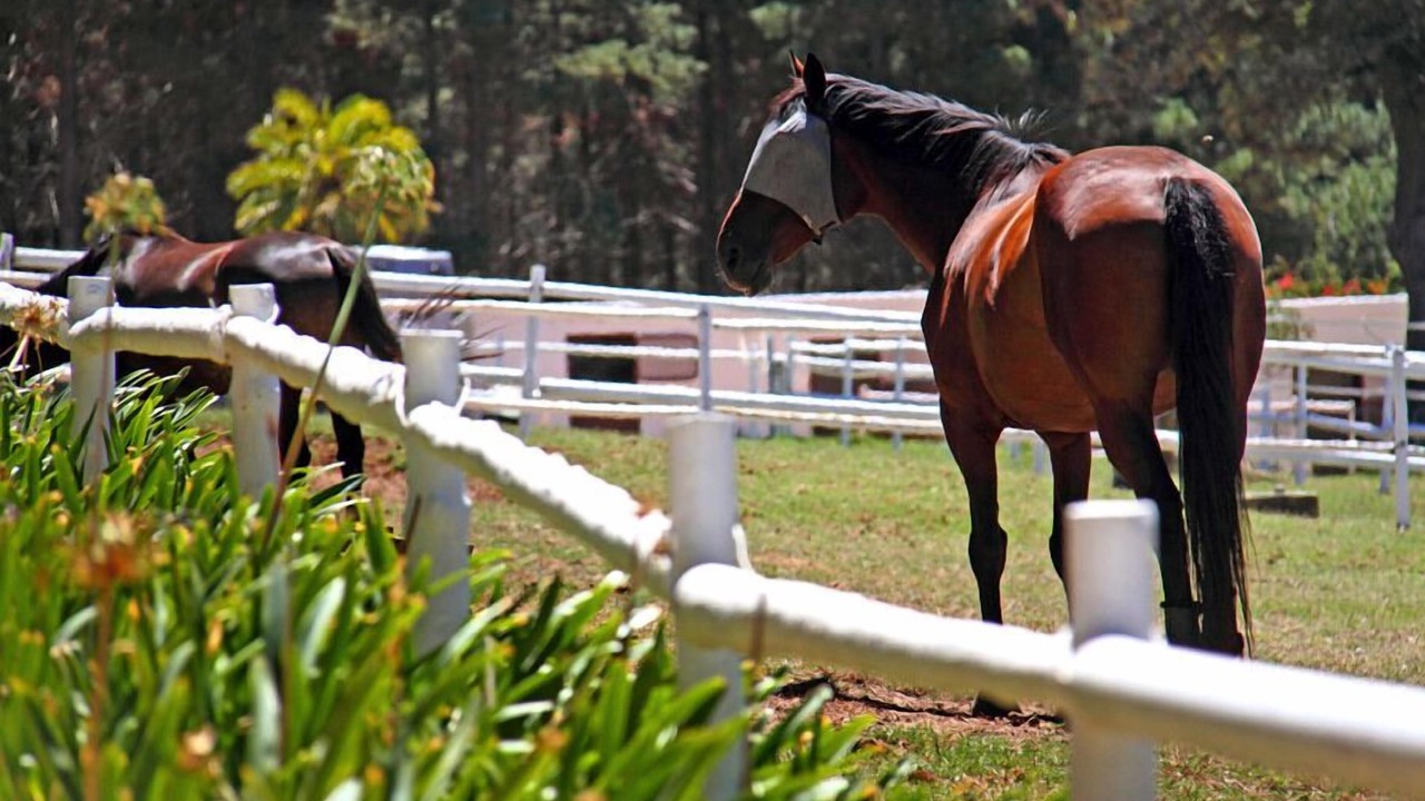 Photo of Outdoor in Steenberg Estate