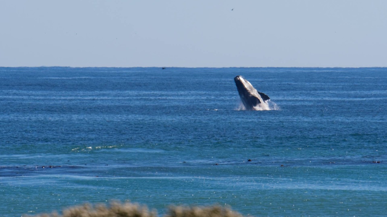 Photo of Others in Kommetjie