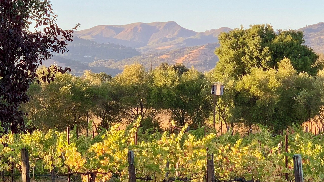 Photo of Others in Sonoma