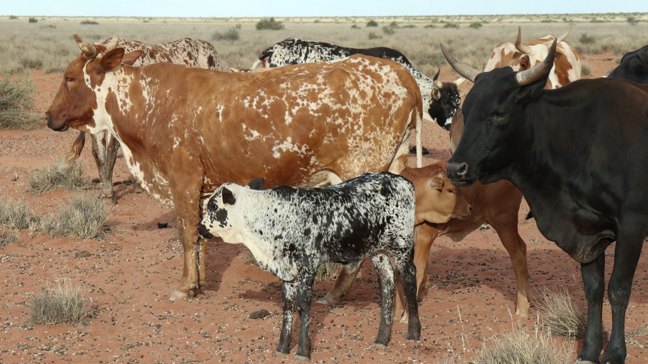 Photo of Others in Leliefontein