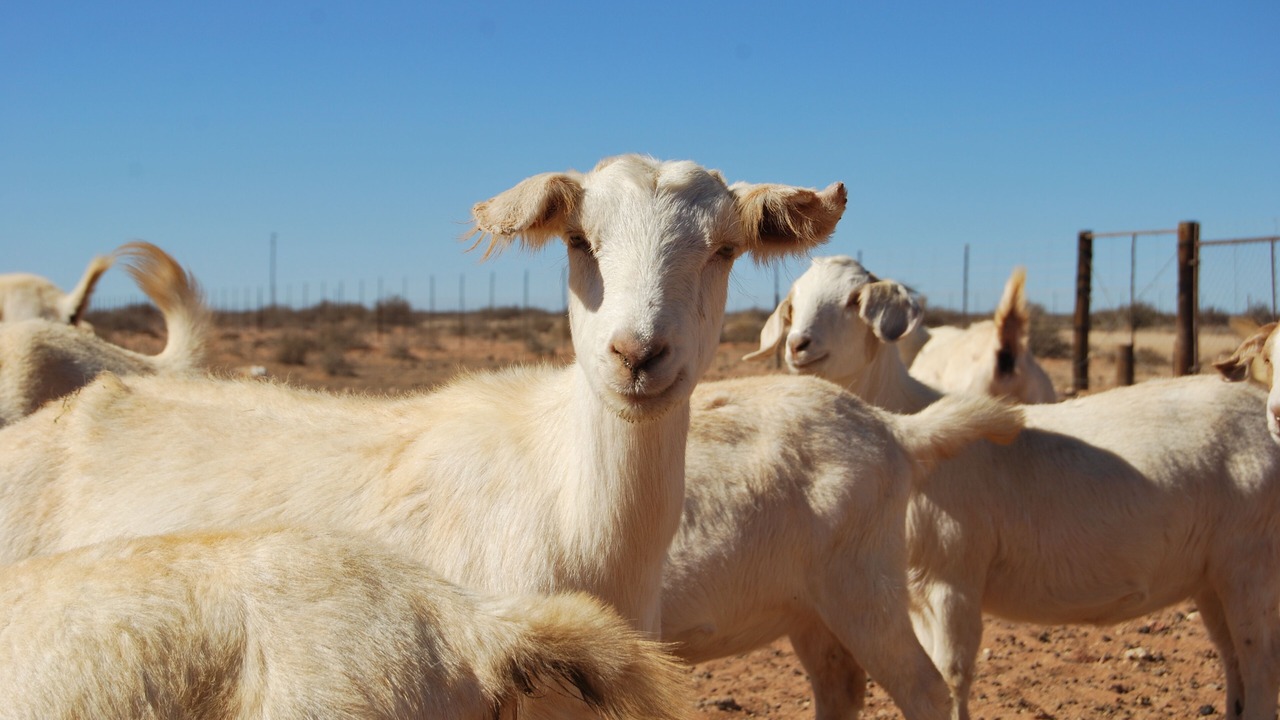 Photo of Others in Leliefontein