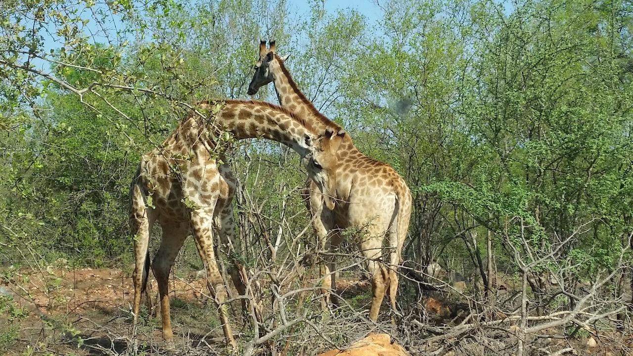 Photo of Others in Maruleng