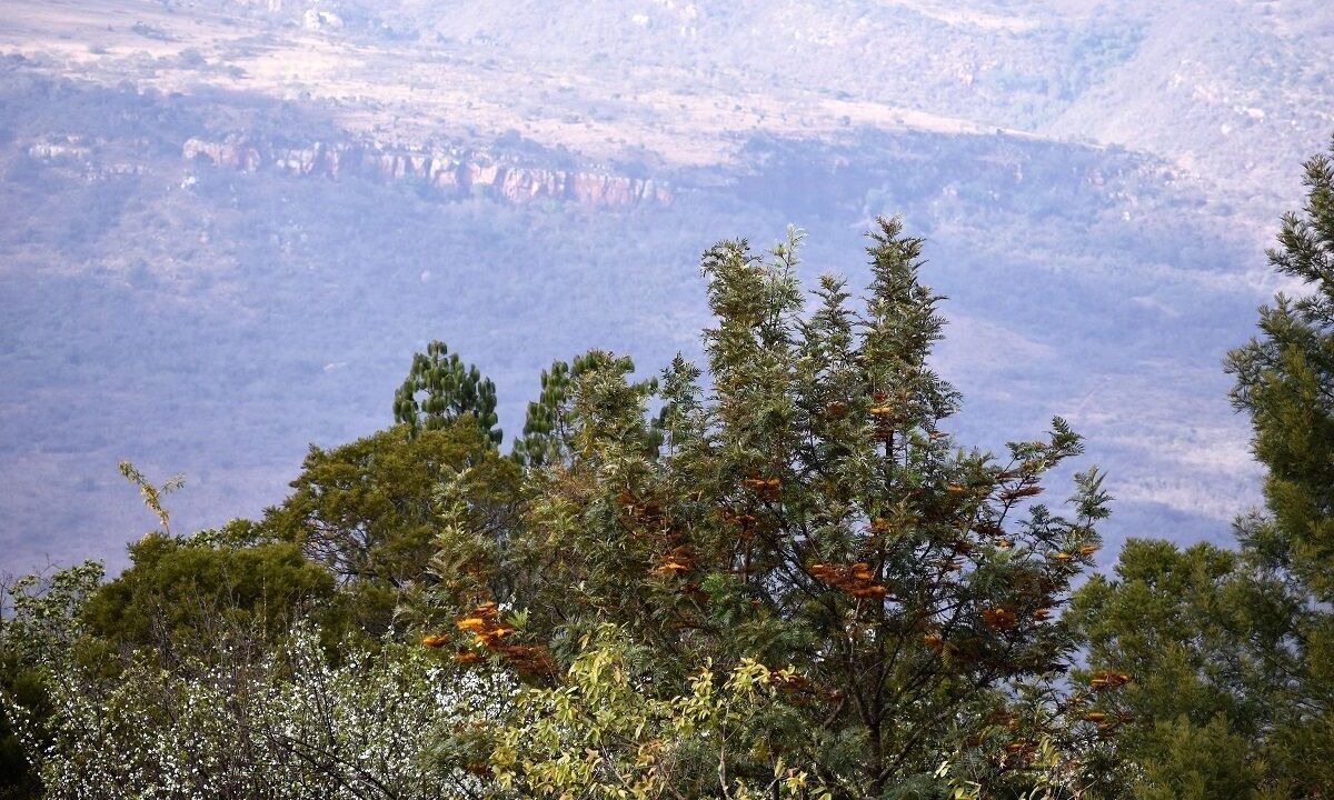 Photo of Others in Schoemanskloof