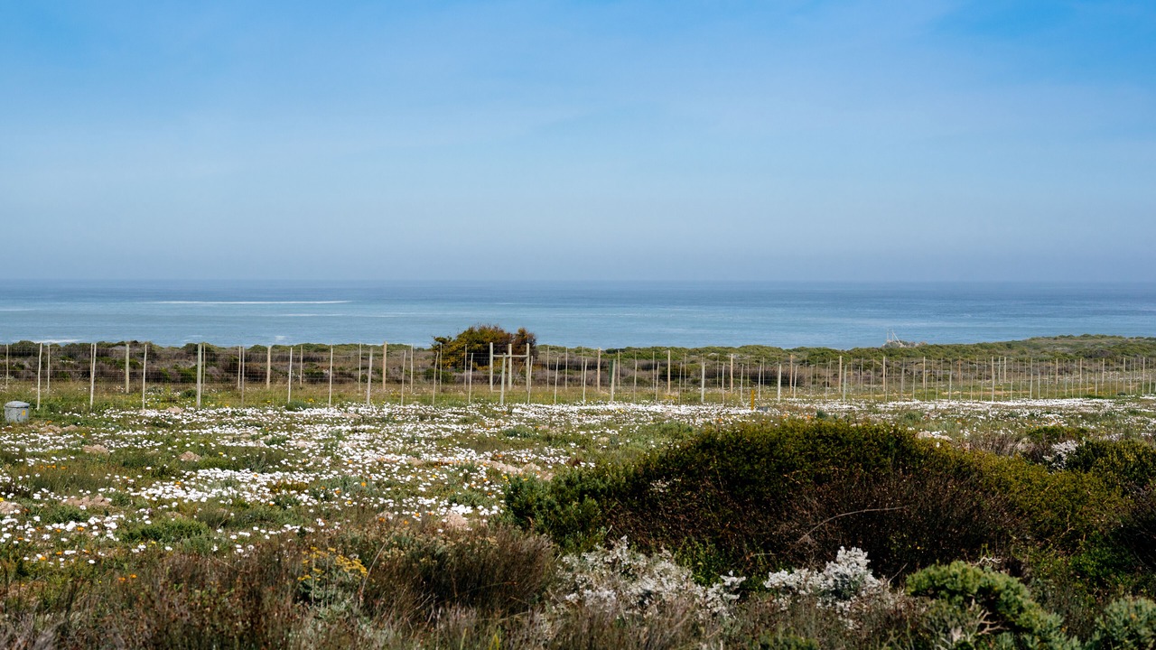 Photo of Others in Swartland