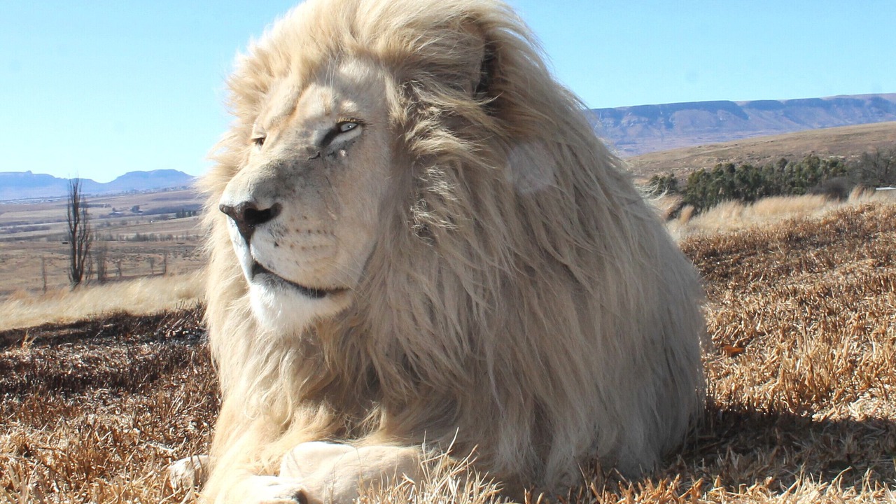 Photo of Others in Harrismith