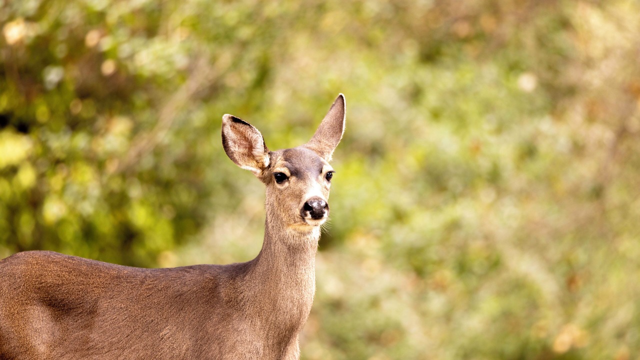 Photo of Others in Lexington Hills