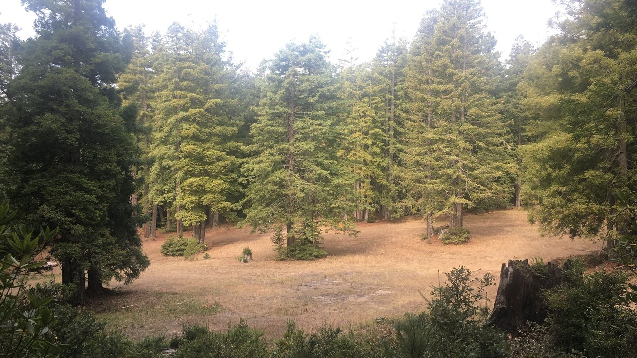 Photo of Others in Gualala
