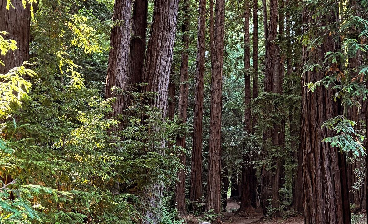 Photo of Others in Mill Valley