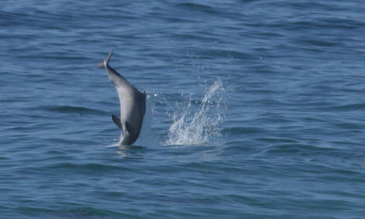 Photo of Others in Robberg Beach