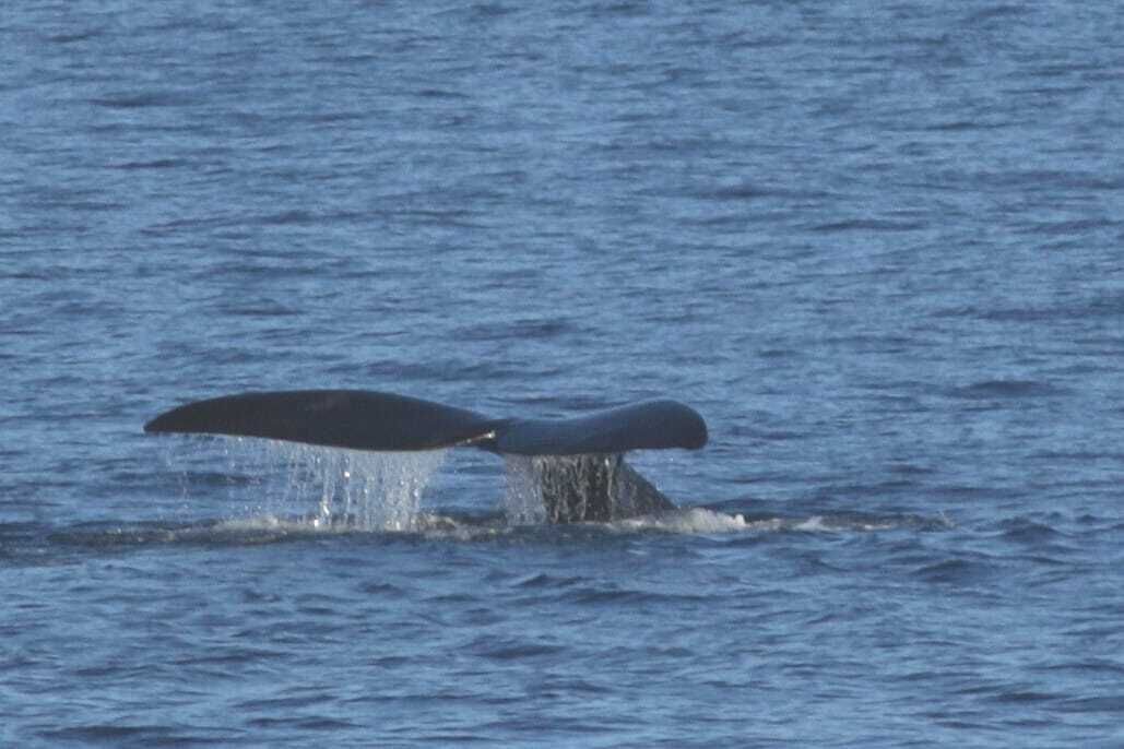 Photo of Others in Robberg Beach
