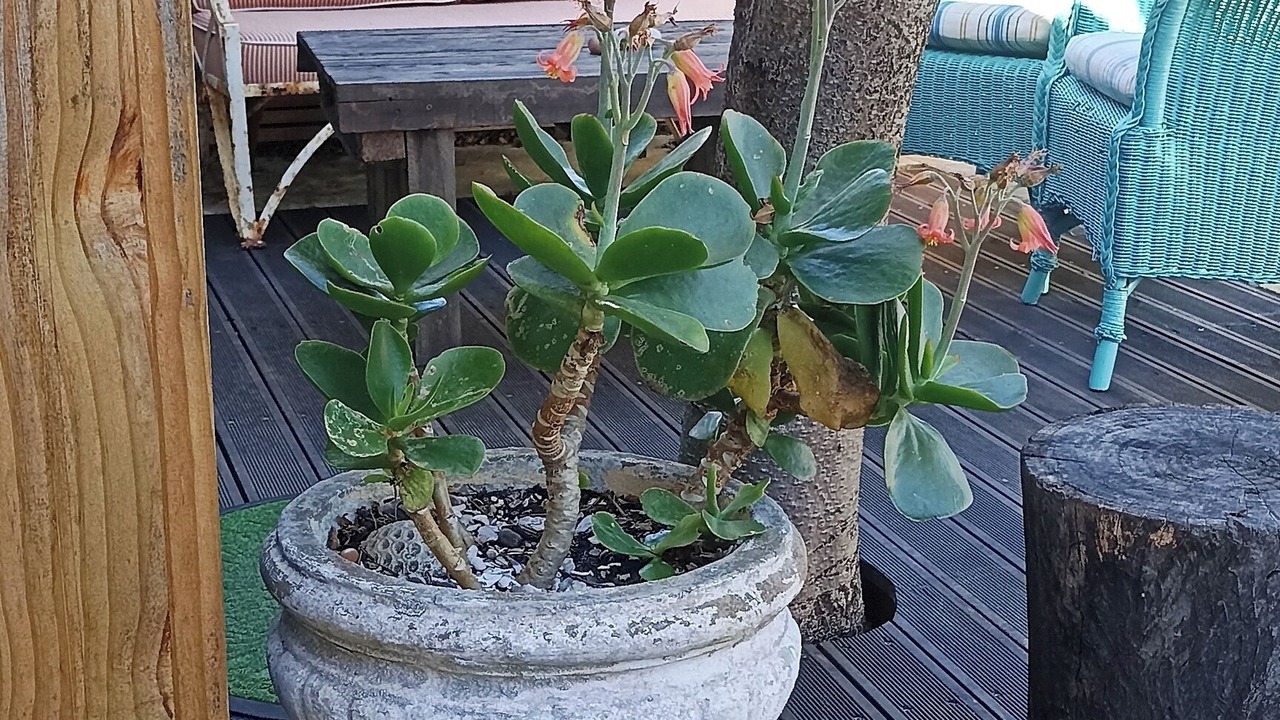 Photo of Patio Balcony in Kommetjie