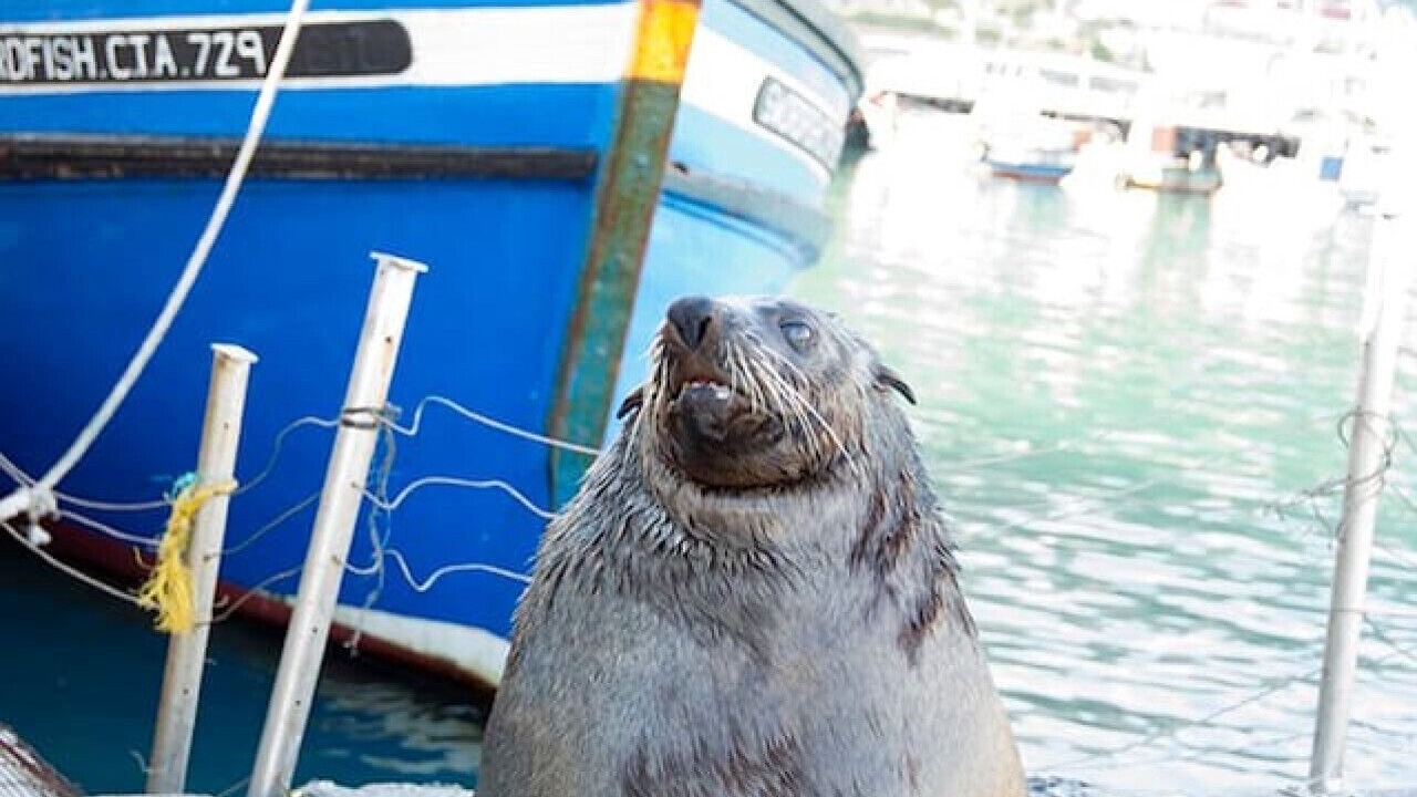 Photo of Others in Kalk Bay
