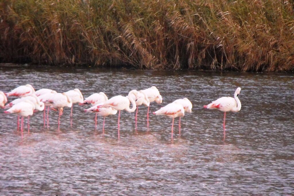 Photo of Others in Marina da Gama