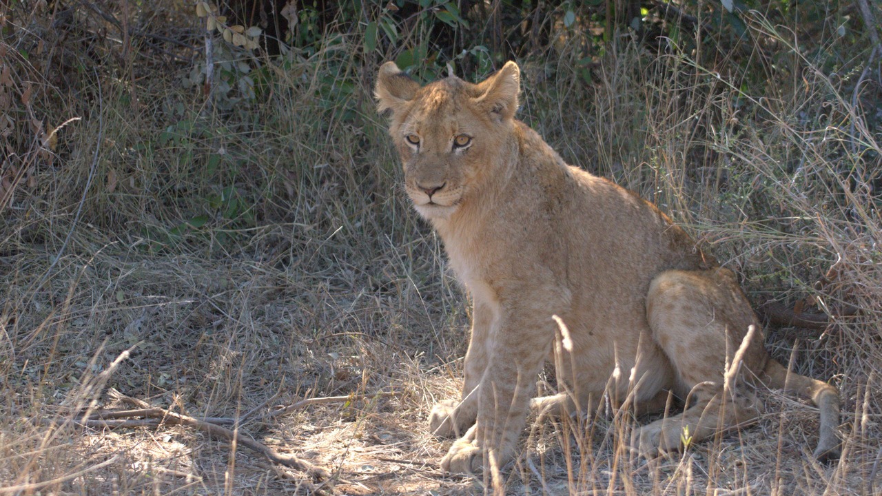 Photo of Others in Phalaborwa