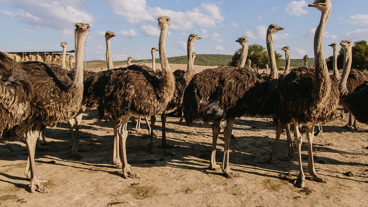 Photo of Others in Oudtshoorn