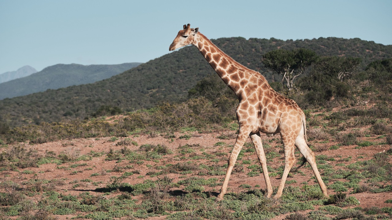 Photo of Others in Oudtshoorn