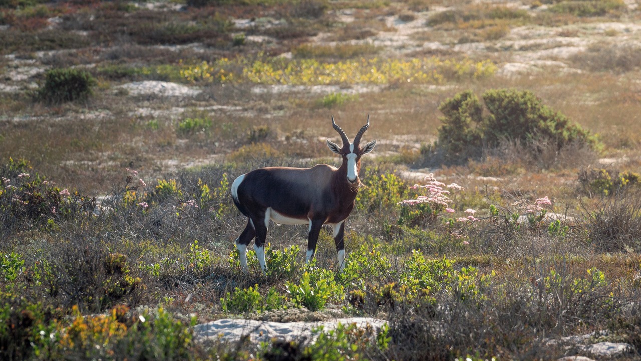 Photo of Others in Langebaan