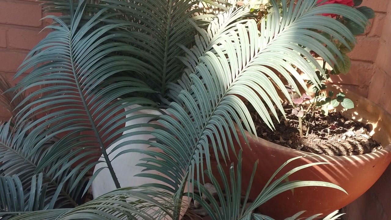 Photo of Outdoor in Pretoria
