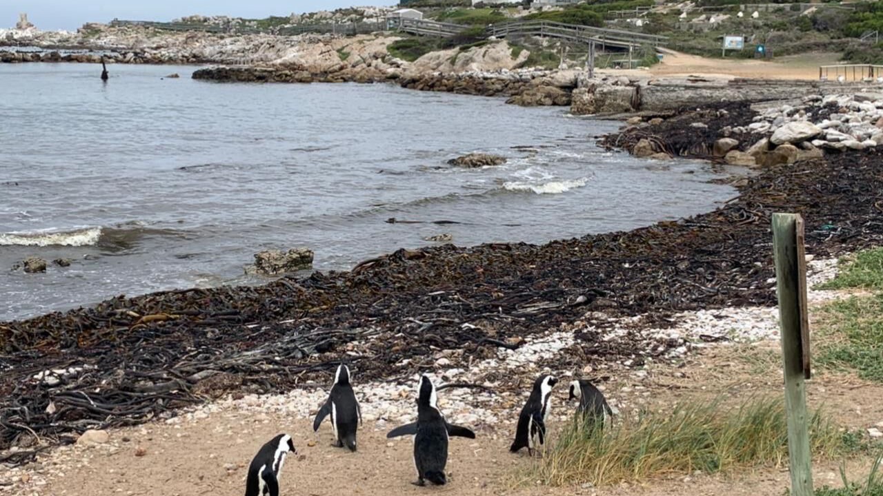 Photo of Others in Betty's Bay