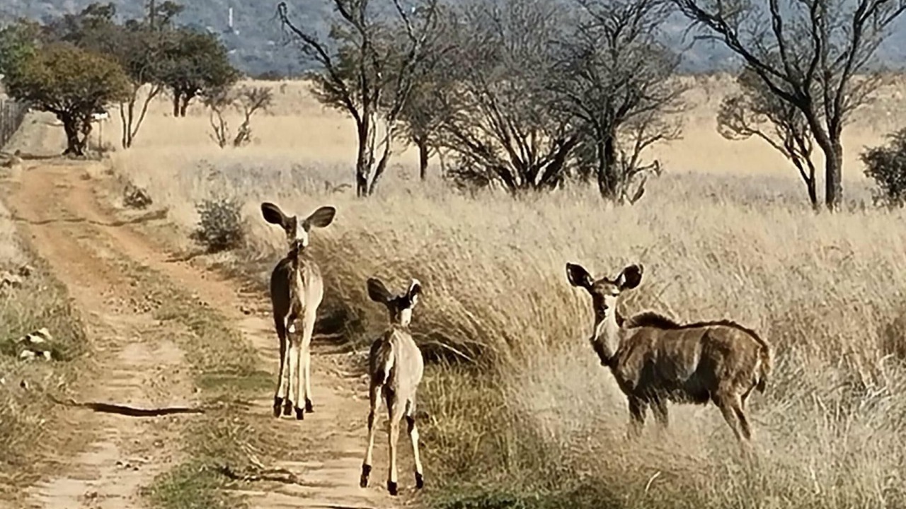 Photo of Others in Hammanskraal