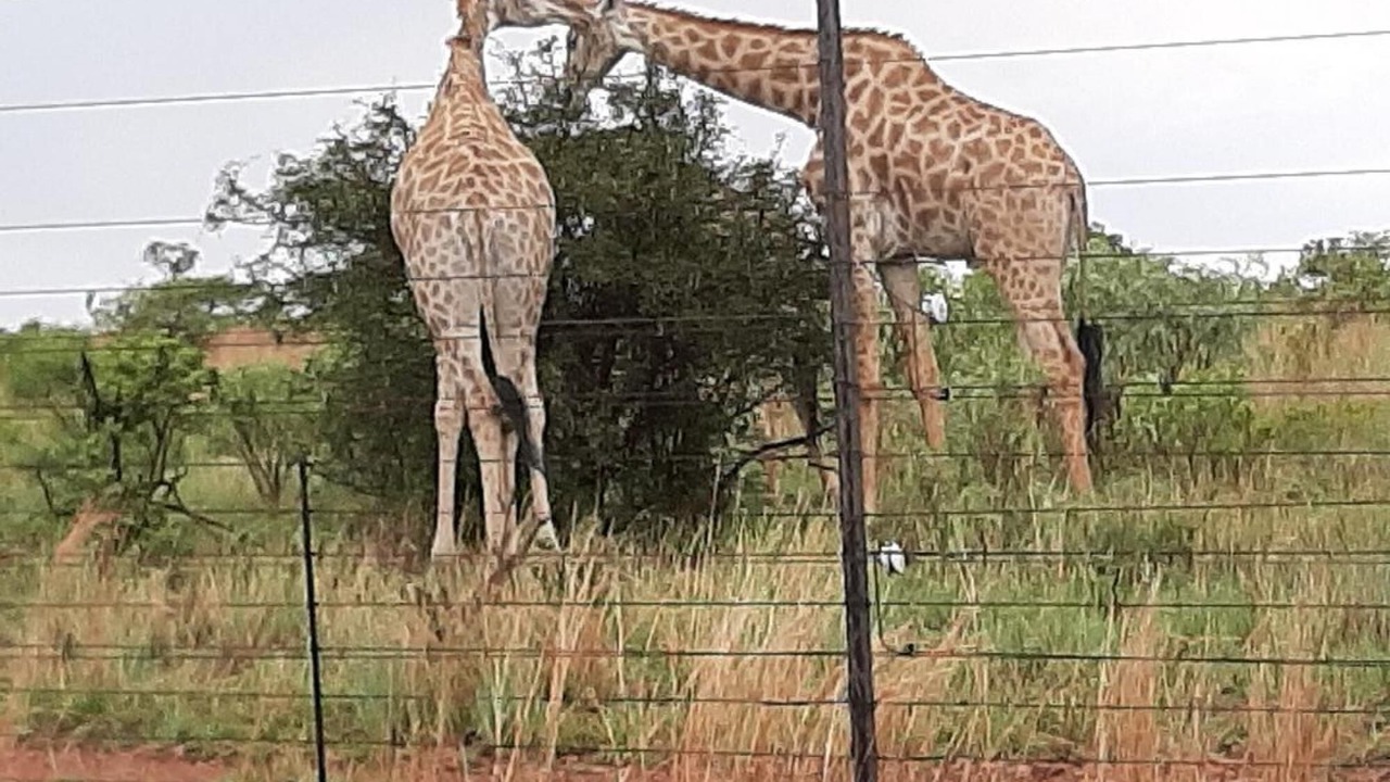 Photo of Others in Hammanskraal