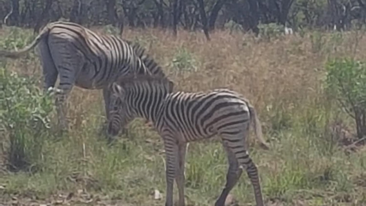 Photo of Outdoor in Hammanskraal